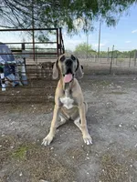 Valkyrie , a female Great Dane for sale in Orange Grove, TX – Photo 2 of 3