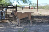 Valkyrie , a female Great Dane for sale in Orange Grove, TX – 5 of 7