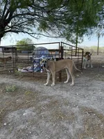 Valkyrie , a female Great Dane for sale in Orange Grove, TX – Photo 3 of 3