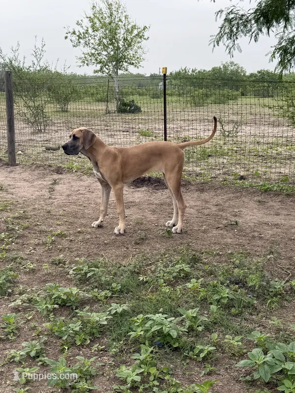 Valkyrie  – Great Dane puppy for sale in Orange Grove, TX