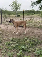 Valkyrie , a female Great Dane for sale in Orange Grove, TX – 2 of 7