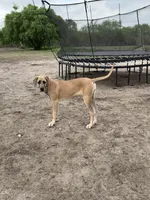 Valkyrie , a female Great Dane for sale in Orange Grove, TX – 7 of 7