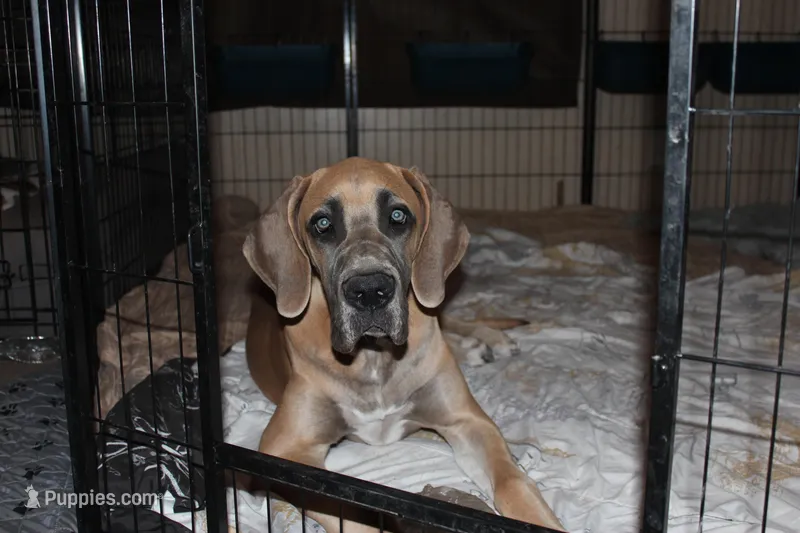 Valkyrie  – Great Dane puppy for sale in Orange Grove, TX