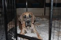 Valkyrie , a female Great Dane for sale in Orange Grove, TX – Photo 1 of 3