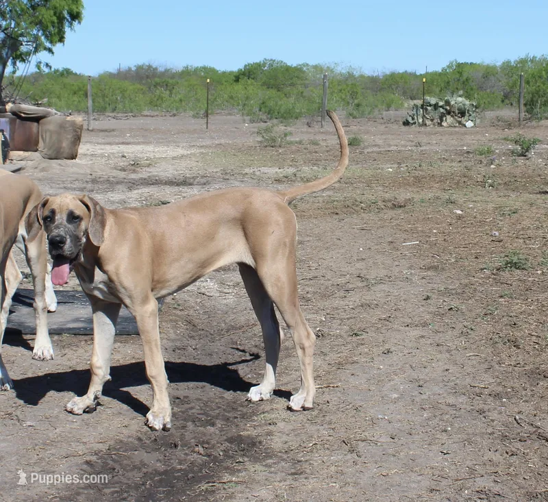 Valkyrie  – Great Dane puppy for sale in Orange Grove, TX