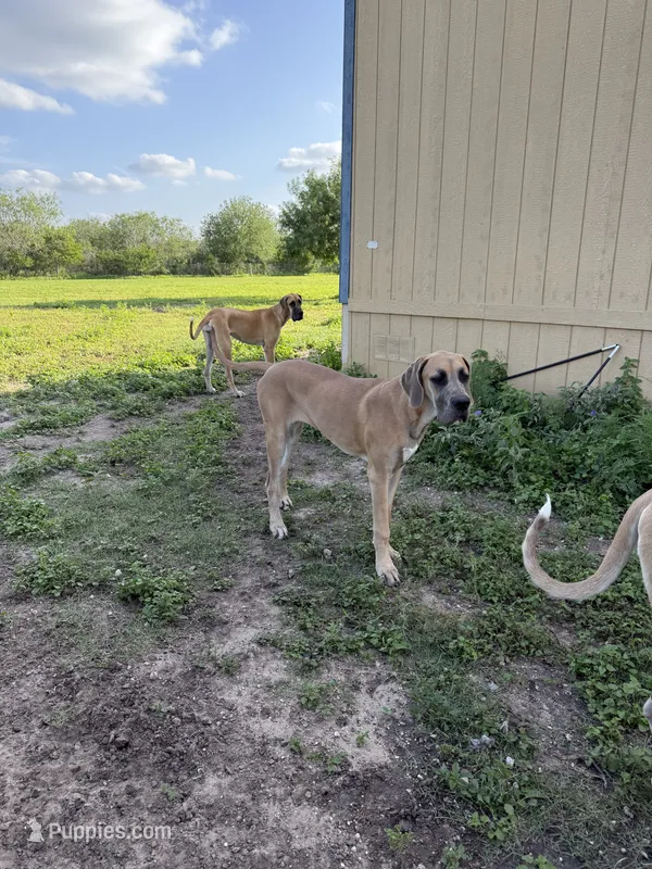 Valkyrie  – Great Dane puppy for sale in Orange Grove, TX