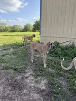 Valkyrie , a female Great Dane for sale in Orange Grove, TX – 2 of 10