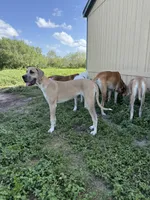 Annabelle , a female Great Dane for sale in Orange Grove, TX – 2 of 3