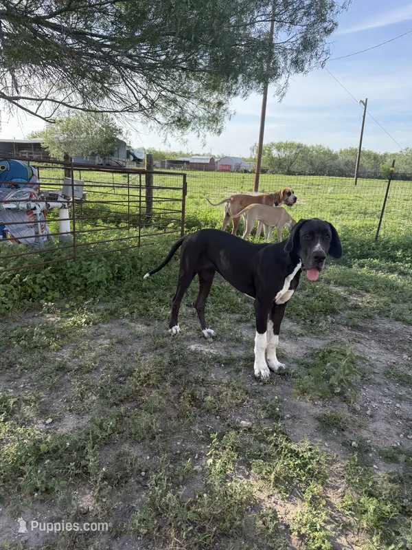 Esther  – Great Dane puppy for sale in Orange Grove, TX
