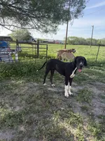 Esther , a female Great Dane for sale in Orange Grove, TX – 1 of 6
