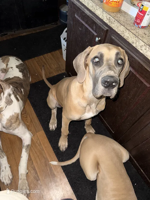Valkyrie  – Great Dane puppy for sale in Orange Grove, TX