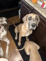 Valkyrie , a female Great Dane for sale in Orange Grove, TX – 1 of 7