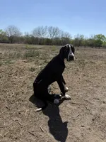 Asami, a female Great Dane for sale in Orange Grove, TX – Photo 9 of 9
