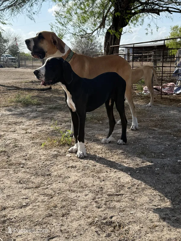 Asami – Great Dane puppy for sale in Orange Grove, TX