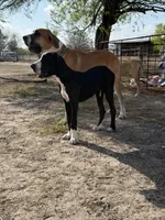 Asami, a female Great Dane for sale in Orange Grove, TX – Photo 1 of 9