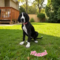 Asami, a female Great Dane for sale in Orange Grove, TX – Photo 3 of 6
