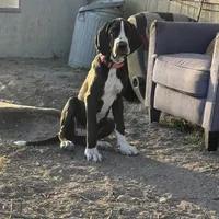 Asami, a female Great Dane for sale in Orange Grove, TX – Photo 2 of 6