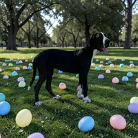 Asami, a female Great Dane for sale in Orange Grove, TX – Photo 2 of 9