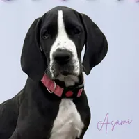 Asami, a female Great Dane for sale in Orange Grove, TX – Photo 4 of 6