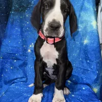 Asami, a female Great Dane for sale in Orange Grove, TX – Photo 5 of 6
