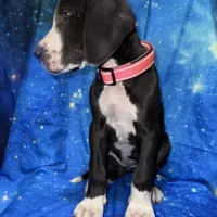 Asami, a female Great Dane for sale in Orange Grove, TX – Photo 6 of 6