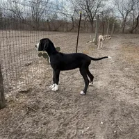 Asami, a female Great Dane for sale in Orange Grove, TX – Photo 1 of 6