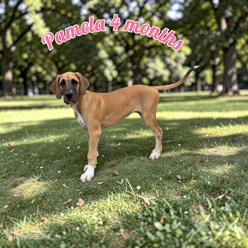 Pamela – Great Dane puppy for sale in Orange Grove, TX