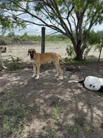 Pamela, a female Great Dane for sale in Orange Grove, TX – 2 of 8