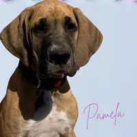 Pamela, a female Great Dane for sale in Orange Grove, TX – Photo 5 of 6