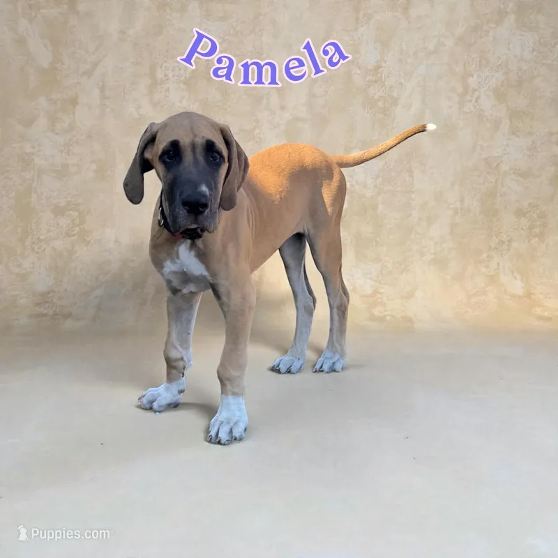 Pamela