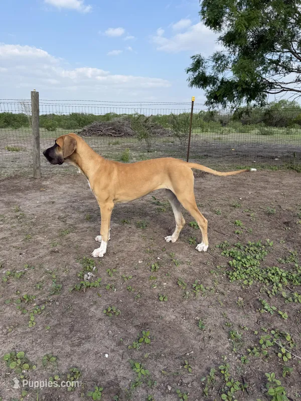 Pamela – Great Dane puppy for sale in Orange Grove, TX