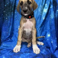 Pamela, a female Great Dane for sale in Orange Grove, TX – Photo 6 of 6