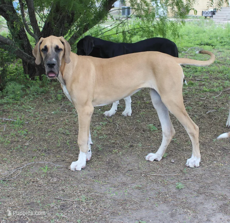 Pamela – Great Dane puppy for sale in Orange Grove, TX