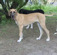 Pamela, a female Great Dane for sale in Orange Grove, TX – 3 of 8