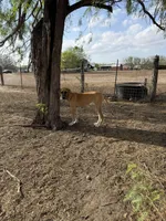 Pamela, a female Great Dane for sale in Orange Grove, TX – 4 of 8