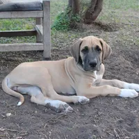 Pamela, a female Great Dane for sale in Orange Grove, TX – Photo 3 of 6