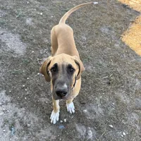 Pamela, a female Great Dane for sale in Orange Grove, TX – Photo 2 of 6