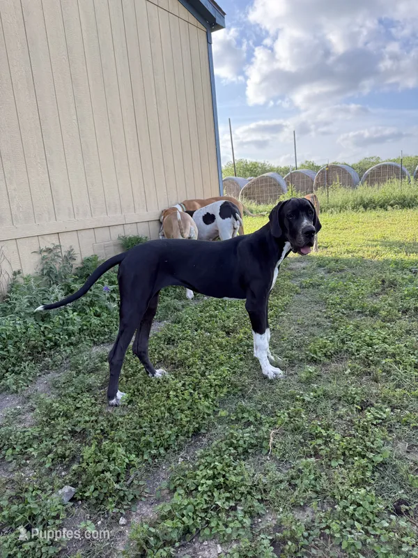 Esther  – Great Dane puppy for sale in Orange Grove, TX