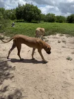 Valkyrie , a female Great Dane for sale in Orange Grove, TX – 10 of 10
