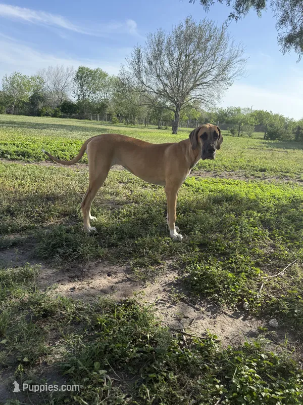Pamela – Great Dane puppy for sale in Orange Grove, TX