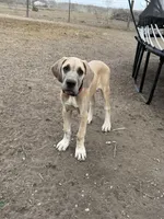 Annabelle , a female Great Dane for sale in Orange Grove, TX – Photo 4 of 5
