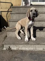 Annabelle , a female Great Dane for sale in Orange Grove, TX – Photo 3 of 5