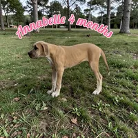 Annabelle , a female Great Dane for sale in Orange Grove, TX – Photo 1 of 5