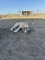 Annabelle , a female Great Dane for sale in Orange Grove, TX – Photo 5 of 5