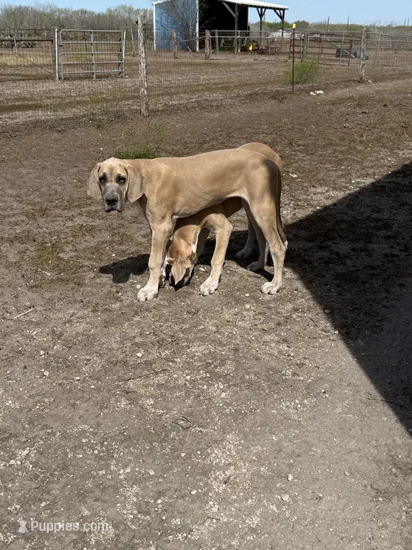 Annabelle  – Great Dane puppy for sale in Orange Grove, TX