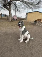 Samara , a female Great Dane for sale in Orange Grove, TX – Photo 5 of 5