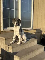 Samara , a female Great Dane for sale in Orange Grove, TX – Photo 3 of 5