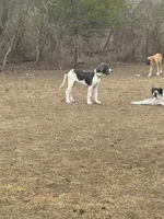 Samara , a female Great Dane for sale in Orange Grove, TX – Photo 4 of 5