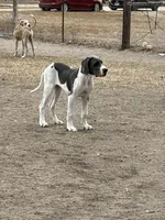 Samara , a female Great Dane for sale in Orange Grove, TX – Photo 2 of 5