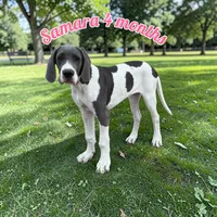 Samara , a female Great Dane for sale in Orange Grove, TX – Photo 1 of 5
